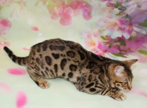 www.amazonbengals.com AmazonBengals Female