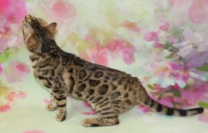 www.amazonbengals.com AmazonBengals Female