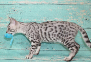 www.amazonbengals.com AmazonBengals Male Prince Mickie