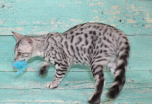 www.amazonbengals.com AmazonBengals Male Prince Mickie
