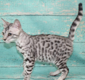 www.amazonbengals.com AmazonBengals Male Prince Mickie