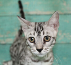 www.amazonbengals.com AmazonBengals Male Prince Mickie