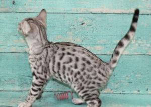 www.amazonbengals.com AmazonBengals Male Prince Mickie
