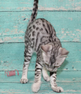 www.amazonbengals.com AmazonBengals Male Prince Mickie