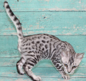 www.amazonbengals.com AmazonBengals Male Prince Mickie