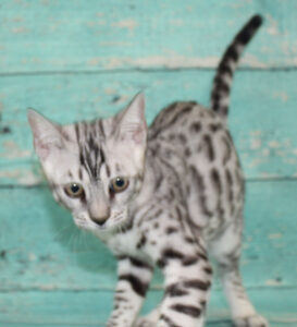 www.amazonbengals.com AmazonBengals Male Prince Mickie