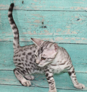 www.amazonbengals.com AmazonBengals Male Prince Mickie