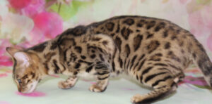 www.amazonbengals.com AmazonBengals Female
