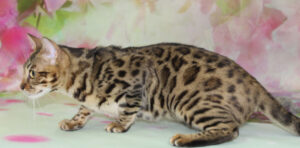 www.amazonbengals.com AmazonBengals Female