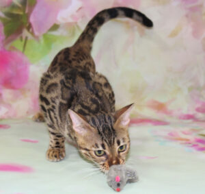 www.amazonbengals.com AmazonBengals Female