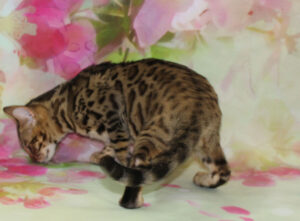 www.amazonbengals.com AmazonBengals Female