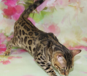 www.amazonbengals.com AmazonBengals Female
