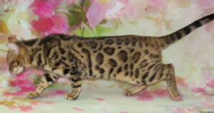 www.amazonbengals.com AmazonBengals Female