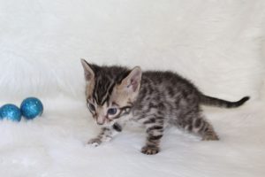 www.amazonbengals.com AmazonBengals Prince Damian Brown Black Spotted Bengal Kitten