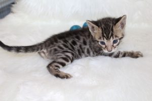 www.amazonbengals.com AmazonBengals Prince Damian Brown Black Spotted Bengal Kitten