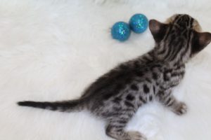 www.amazonbengals.com AmazonBengals Prince Damian Brown Black Spotted Bengal Kitten