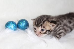 www.amazonbengals.com AmazonBengals Prince Dominic Brown Black Spotted Bengal Kitten