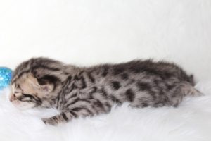 www.amazonbengals.com AmazonBengals Prince Dominic Brown Black Spotted Bengal Kitten