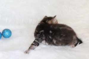 www.amazonbengals.com AmazonBengals Prince Figaro Brown Black  Marbled Bengal Kitten