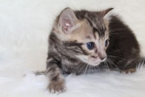 www.amazonbengals.com AmazonBengals Prince Figaro Brown Black  Marbled Bengal Kitten