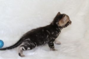 www.amazonbengals.com AmazonBengals Prince Figaro Brown Black Marbled Bengal Kitten
