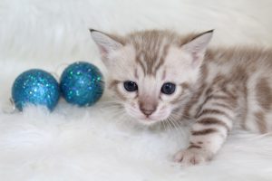 www.amazonbengals.com AmazonBengals Prince Finn Seal Mink Spotted Bengal Kitten