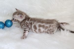 www.amazonbengals.com AmazonBengals Prince Finn Seal Mink Spotted Bengal Kitten