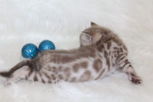 www.amazonbengals.com AmazonBengals Prince Finn Seal Mink Spotted Bengal Kitten