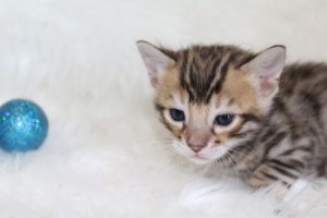 www.amazonbengals.com AmazonBengals Prince Fredric Brown Black  Spotted Bengal Kitten