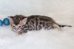 www.amazonbengals.com AmazonBengals Prince Fredric Brown Black  Spotted Bengal Kitten