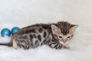 www.amazonbengals.com AmazonBengals Prince Fredric Brown Black Spotted Bengal Kitten