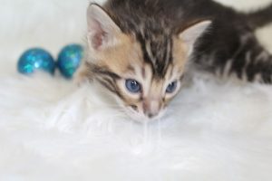 www.amazonbengals.com AmazonBengals Prince Fritz Brown Black  Marbled Bengal Kitten