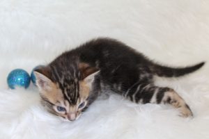 www.amazonbengals.com AmazonBengals Prince Fritz Brown Black  Marbled Bengal Kitten