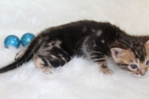 www.amazonbengals.com AmazonBengals Prince Fritz Brown Black Marbled Bengal Kitten