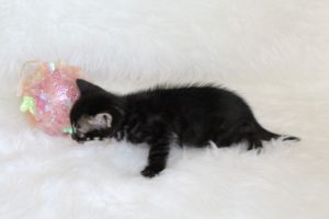 www.amazonbengals.com AmazonBengals Princess Daneera Brown Black Charcoal Spotted Bengal Kitten