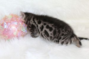 www.amazonbengals.com AmazonBengals Princess Danesca Brown Black Spotted Bengal Kitten