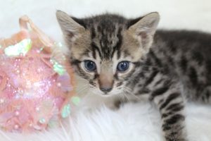 www.amazonbengals.com AmazonBengals Princess Danesca Brown Black Spotted Bengal Kitten