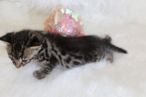 www.amazonbengals.com AmazonBengals Princess Danesca Brown Black Spotted Bengal Kitten