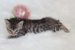 www.amazonbengals.com AmazonBengals Princess Fiona Brown Black  Spotted Bengal Kitten
