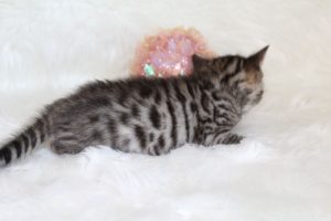 www.amazonbengals.com AmazonBengals Princess Fiona Brown Black Spotted Bengal Kitten