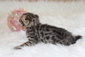 www.amazonbengals.com Brown Black Spotted Female Princess Stai 2