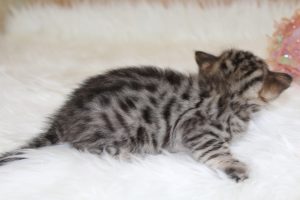 www.amazonbengals.com Brown Black Spotted Female Princess Stai 2