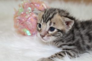 www.amazonbengals.com Brown Black Spotted Female Princess Stai 2