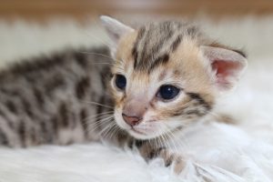 www.amazonbengals.com Brown Black Spotted Male Prince Oline