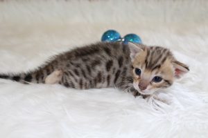 www.amazonbengals.com Brown Black Spotted Male Prince Oline