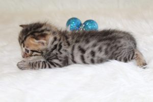 www.amazonbengals.com Brown Black Spotted Male Prince Orie