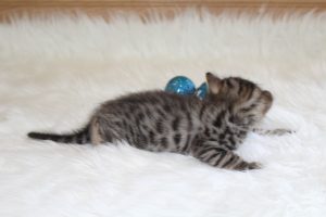 www.amazonbengals.com Brown Black Spotted Male Prince Orie