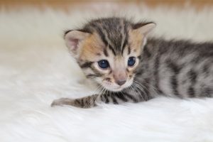 www.amazonbengals.com Brown Black Spotted Male Prince Orie