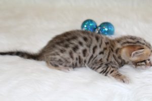 www.amazonbengals.com Brown Black Spotted Male Prince Oscer
