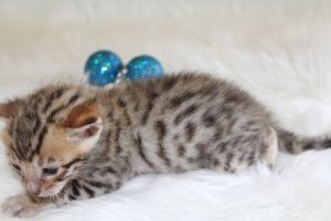www.amazonbengals.com Brown Black Spotted Male Prince Oscer